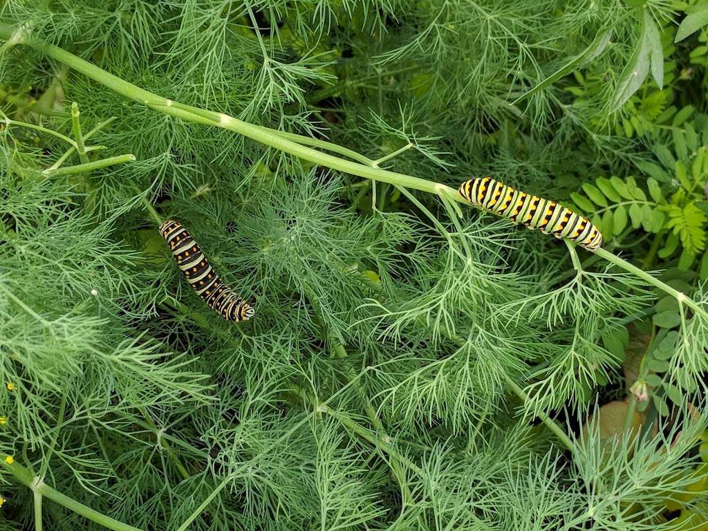 Mahncke Park Community Garden | 330 Funston Pl, San Antonio, TX 78209, USA | Phone: (210) 222-8430