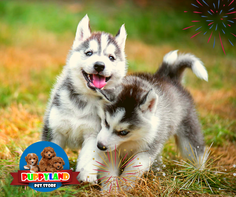 Puppyland Pet Store | 11925 Southwest Fwy #8, Stafford, TX 77477 | Phone: (281) 201-7529