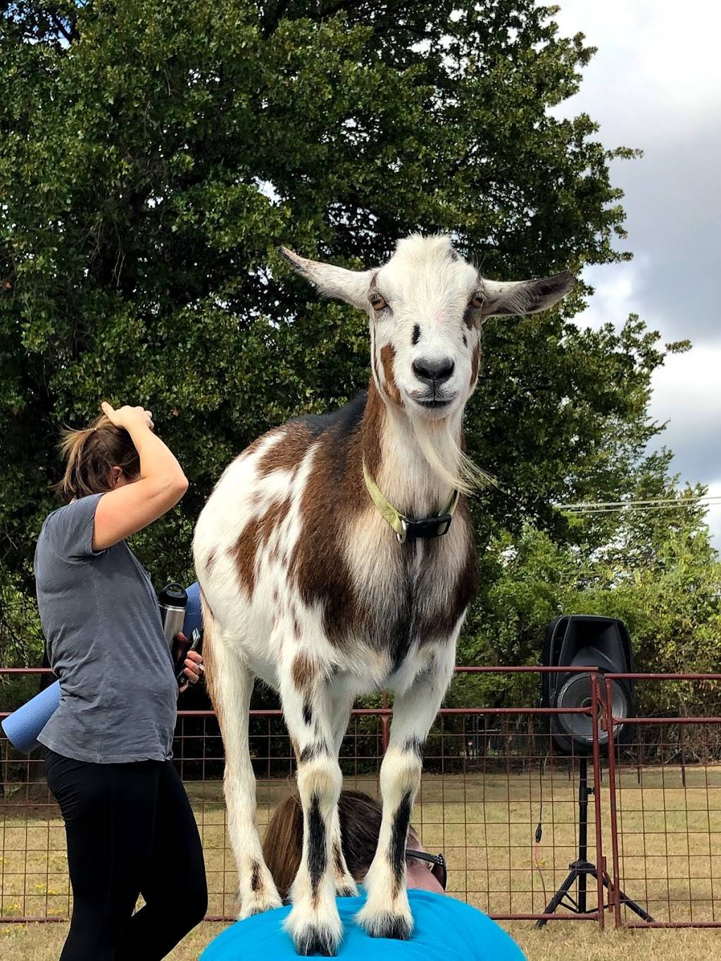 North Texas Goat Yoga | 4508 Colt Dr, Arlington, TX 76017, USA | Phone: (817) 456-5517