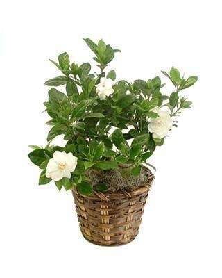 Giving Plants - Flower Gift Plant Delivery | 6088 Corte Del Cedro, Carlsbad, CA 92011, USA | Phone: (888) 320-0631