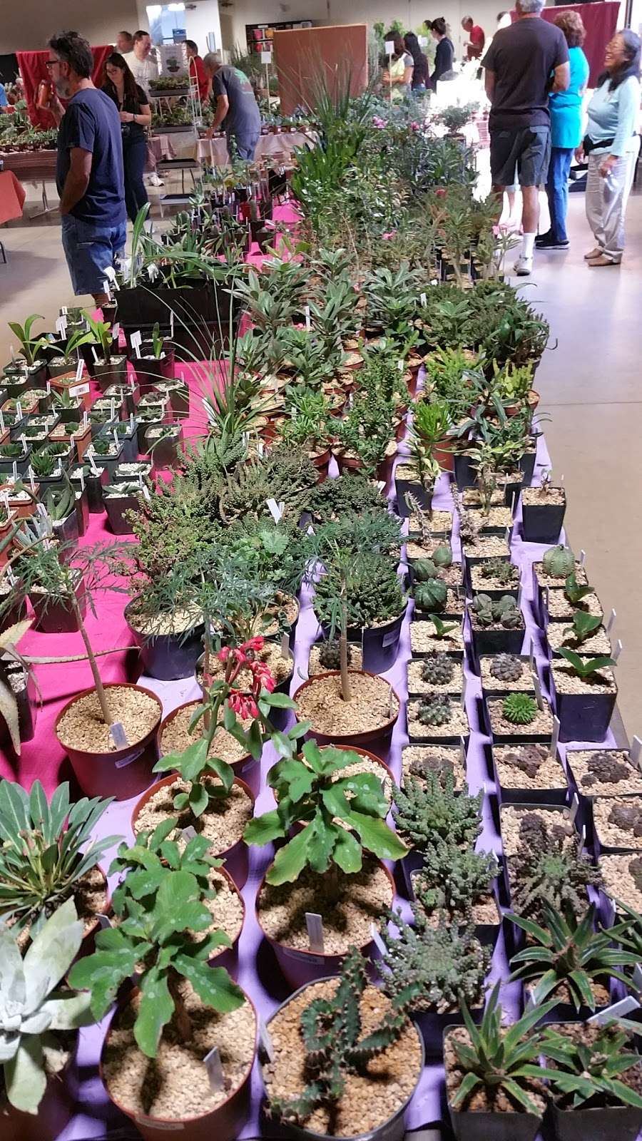 Cactus Succulent Show And Sale | Arcadia, CA 91007