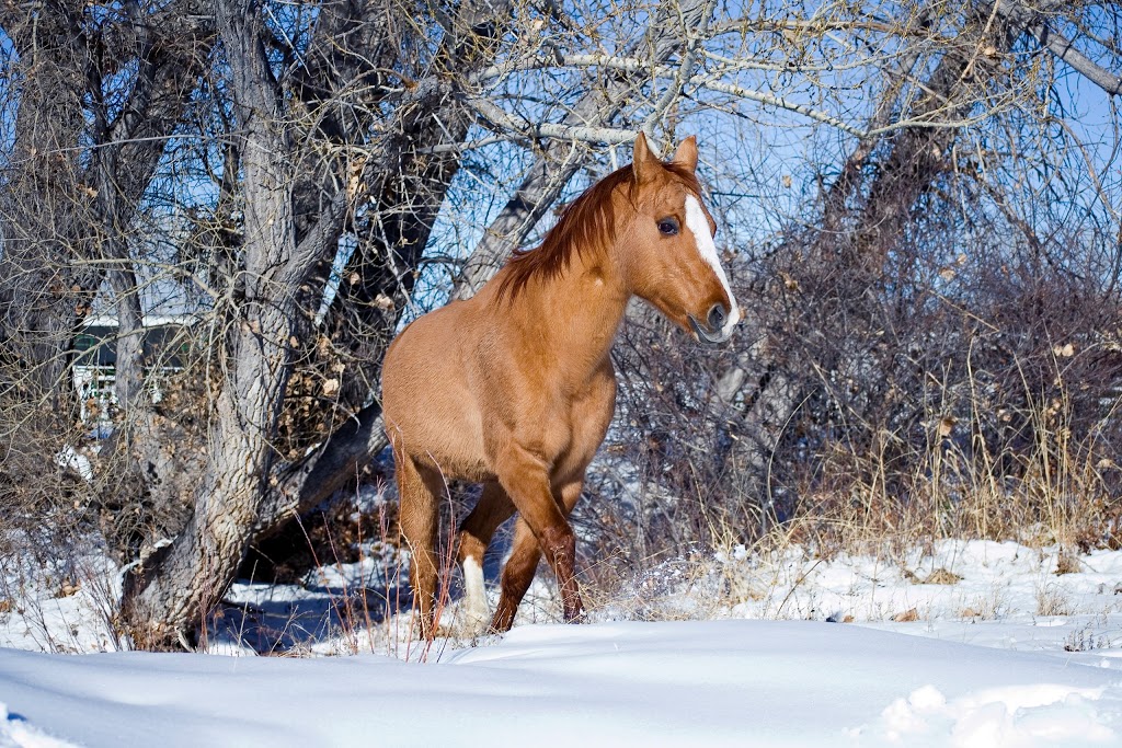 Promise Ranch Therapeutic Riding Center | 6230 CO-86, Franktown, CO 80116, USA | Phone: (303) 817-6531