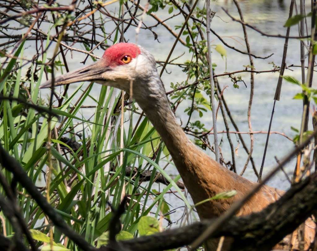 Spicer Lake Nature Preserve | New Carlisle, IN 46552, USA | Phone: (574) 654-3155