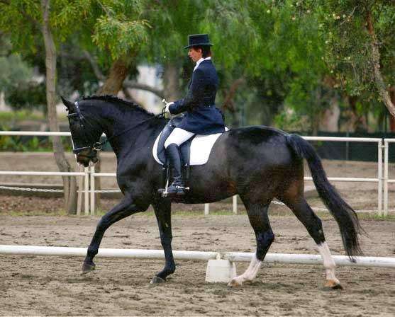 Gail Alterwitz Dressage | 9185 S Buffalo Dr, Las Vegas, NV 89113, USA | Phone: (702) 896-0809