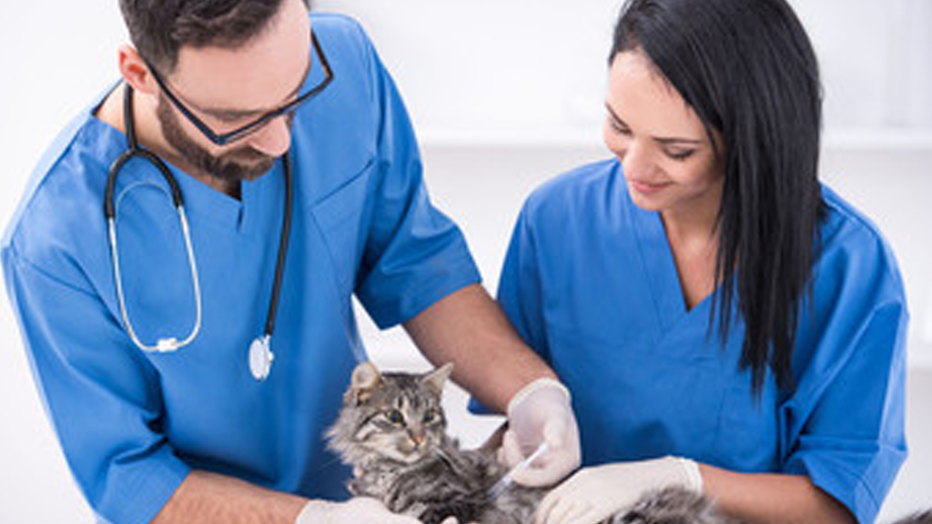 Willow Run Veterinary Clinic | 320 Beaver Valley Pike, Willow Street, PA 17584, USA | Phone: (717) 464-3424