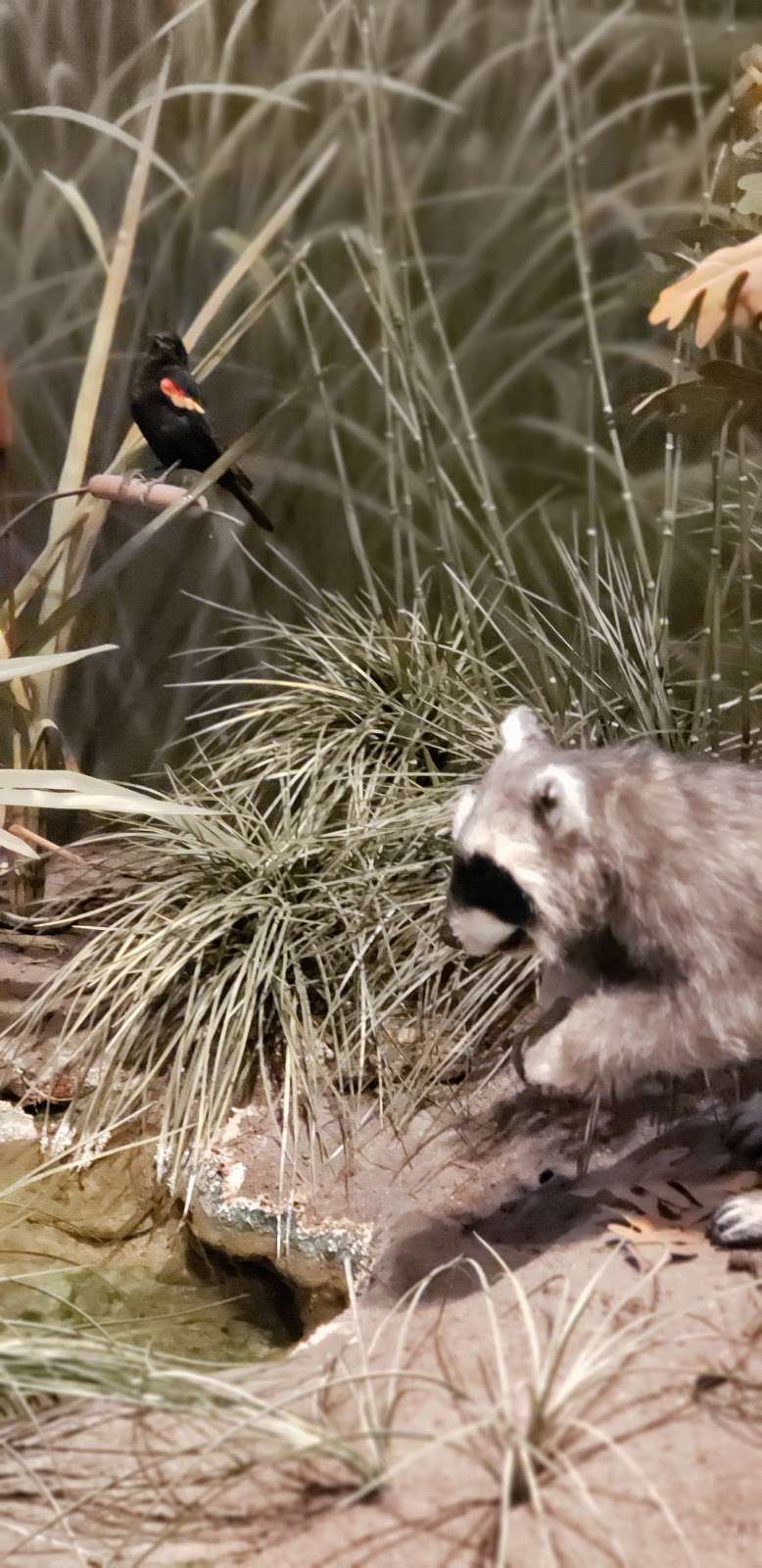 The Wildlife Experience | 10035 S Peoria St, Parker, CO 80134, USA | Phone: (720) 488-3300