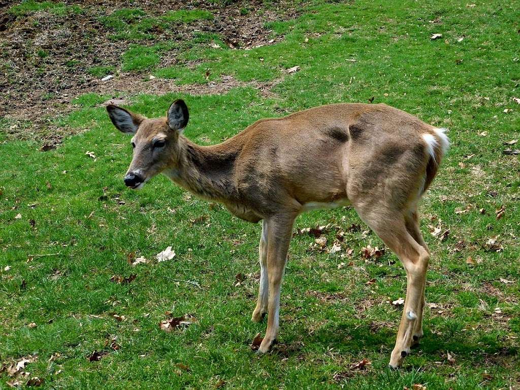 Lambert Tower-Garret Mountain Reservation | Lambert Castle Valley Rd, Paterson, NJ 07505, USA | Phone: (973) 881-4832