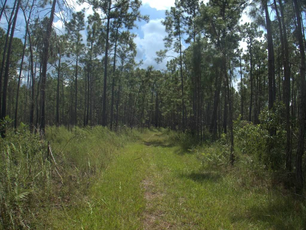 Isle of Pine Preserve Green Trail Trailhead | 14320 Fresno Dr, Orlando, FL 32832, USA | Phone: (407) 836-1400