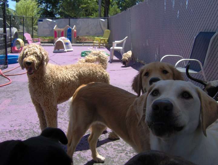 Furry Friends Daycare & Boarding | 298 White St, Danbury, CT 06810 | Phone: (203) 798-1759