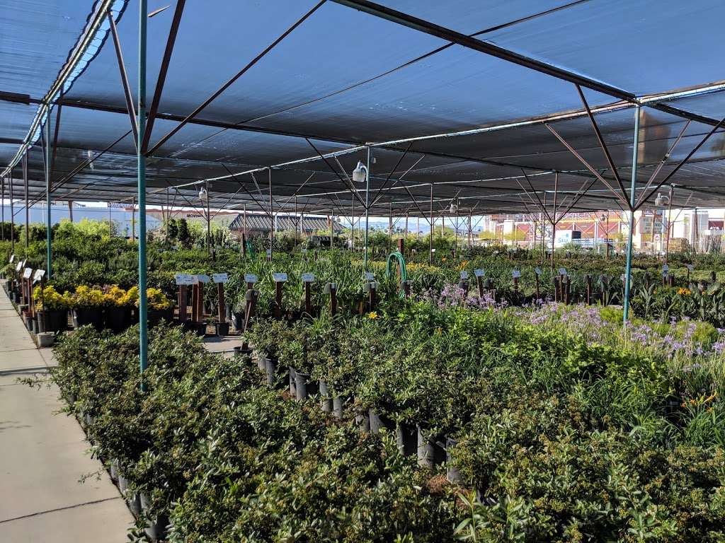 Star Nursery Inc | 6008, 5340 Boulder Hwy, Las Vegas, NV 89122 | Phone: (702) 435-7827