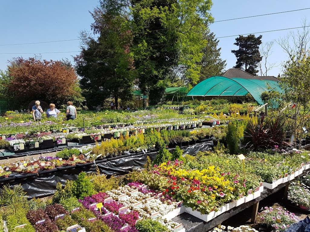 Hillcrest Nurseries | Brentwood Rd, Herongate, Ingrave, Herongate, Brentwood CM13 3NZ, UK | Phone: 01277 810385