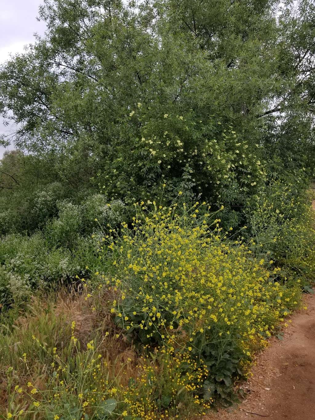 North San Diego (Sikes Adobe) Certified Farmers Market | 12655 Sunset Drive, at the Sikes Adobe Historic Farmstead, Escondido, CA 92025, USA | Phone: (858) 735-5311