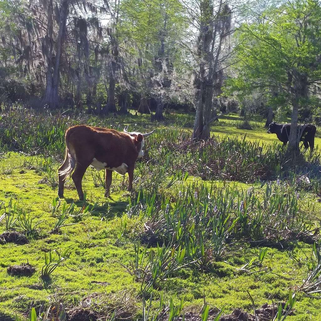 Alligator Cove Airboat Nature Tours | 14900 Camp Mack Rd, Lake Wales, FL 33898, USA | Phone: (863) 696-0406