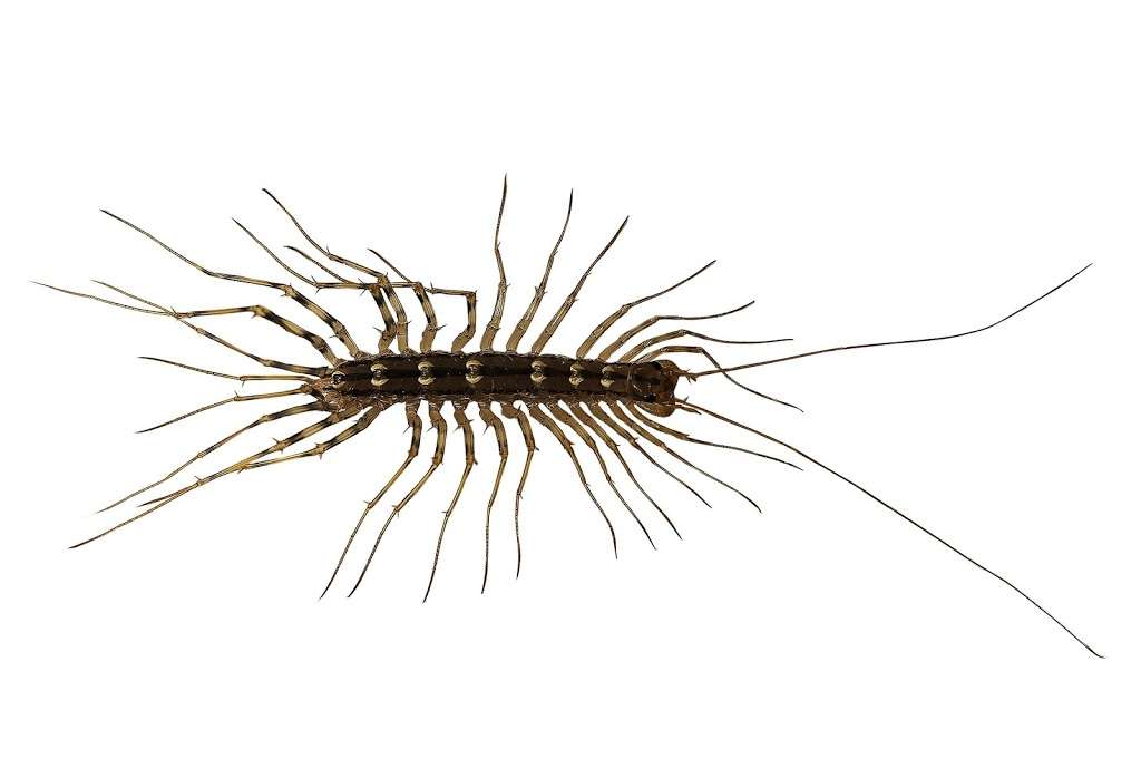 Green Pest Management of Upper Fairfield County | 3954, 8 Glenbrook Rd, Trumbull, CT 06611, USA | Phone: (203) 505-0991