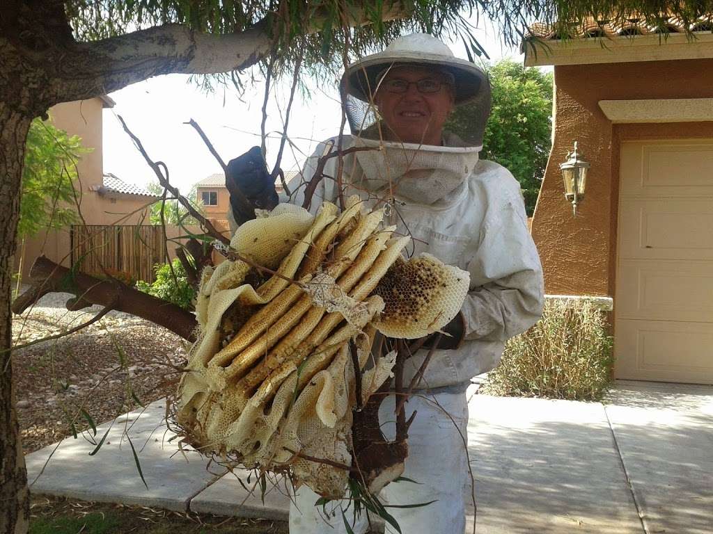 The Beehive Bee and Wasp removal | 543 E Jasper Dr, Chandler, AZ 85225, USA | Phone: (602) 600-5382