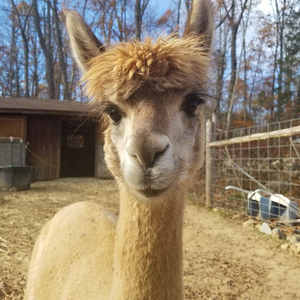 Little Brushwood Alpaca Farm & Country Store | 51 Parsons Rd, Newton, NJ 07860, USA | Phone: (973) 579-0021