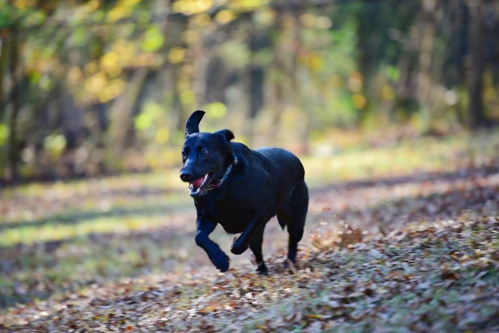 William R. Davie Regional Dog Park | 4635 Pineville-Matthews Rd, Charlotte, NC 28226, USA | Phone: (704) 432-0709