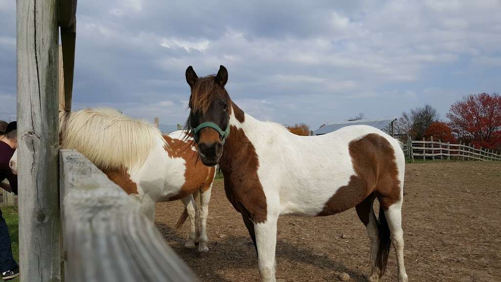 Woodlands Stable & Tack | 364 Freytown Rd, Covington Township, PA 18424, USA | Phone: (570) 842-3742