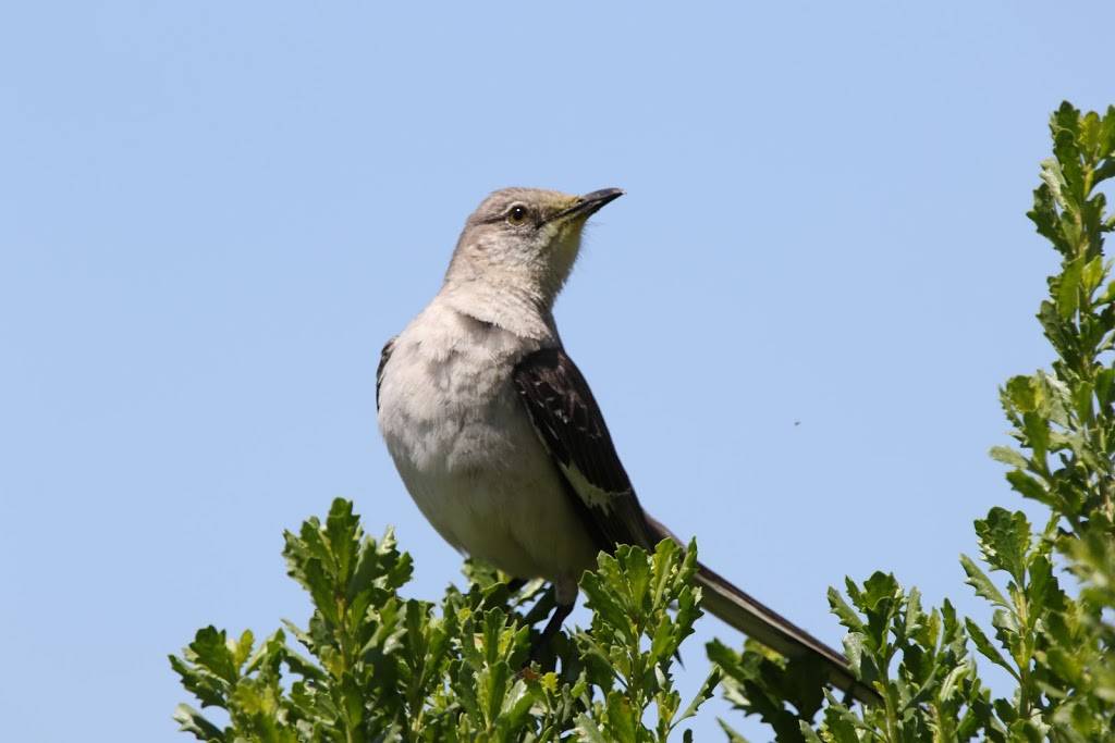 Upper Newport Bay Nature Reserve | 600 Shellmaker Rd, Newport Beach, CA 92660 | Phone: (949) 640-1751