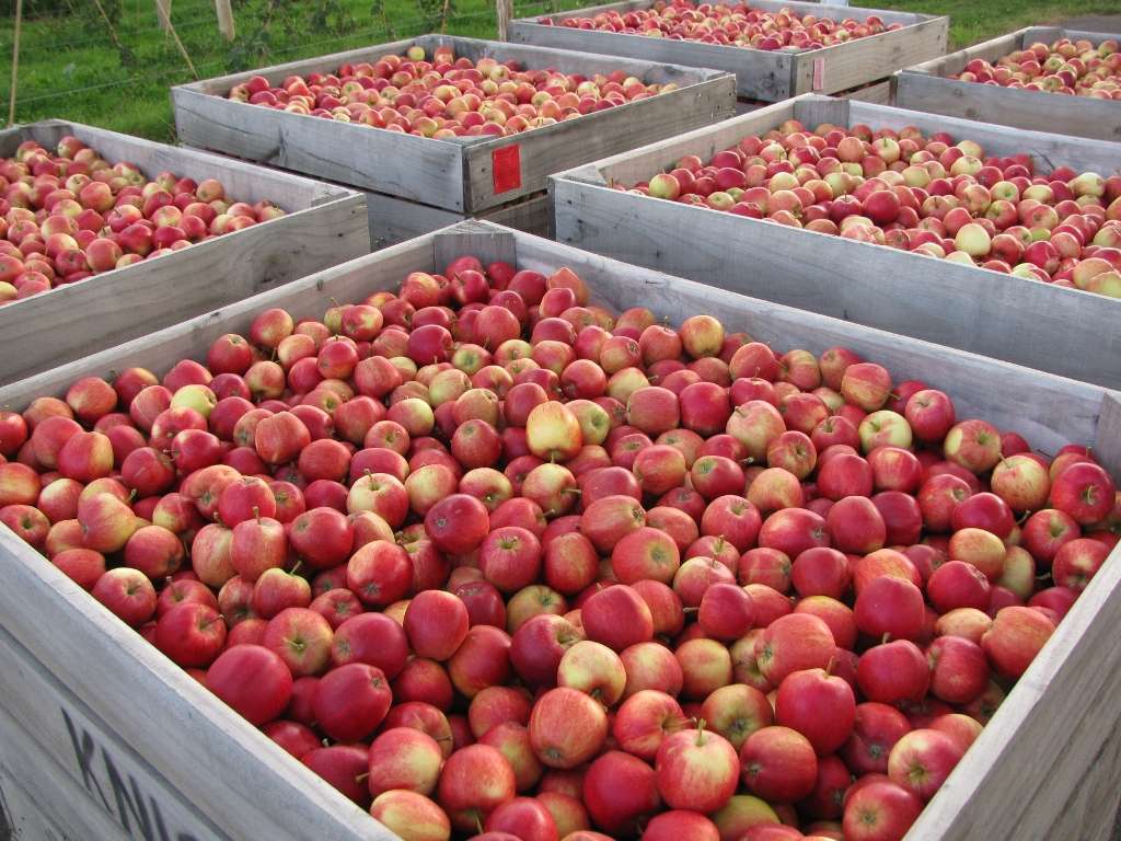 Pippins Farm Orchards | Pippins Farm, Tunbridge Wells TN2 4AB, UK | Phone: 01892 824569