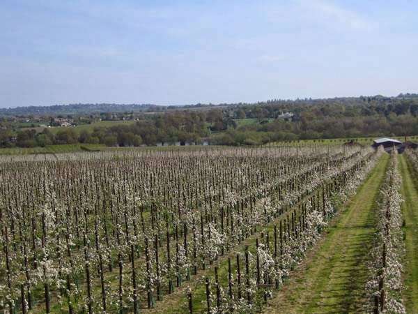 Hononton Cottage Bed and Breakfast | Simon Marston, Palmers Green Ln, Brenchley, Tonbridge TN12 7BJ, UK | Phone: 01892 722483