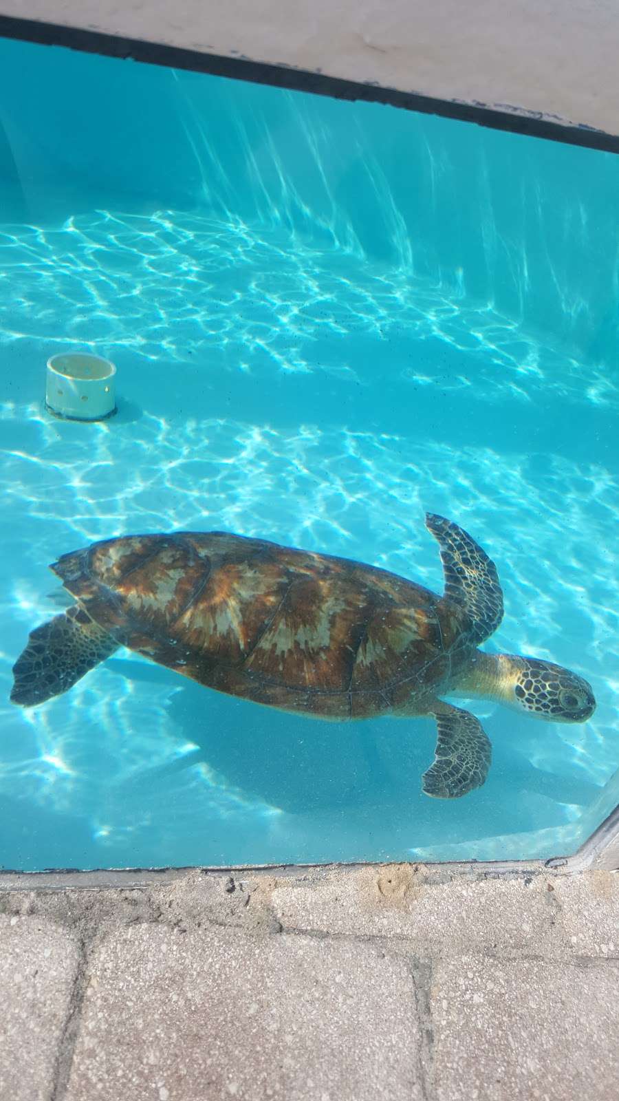 Loggerhead Marinelife Center | 14200 U.S. Hwy 1, Juno Beach, FL 33408, USA | Phone: (561) 627-8280