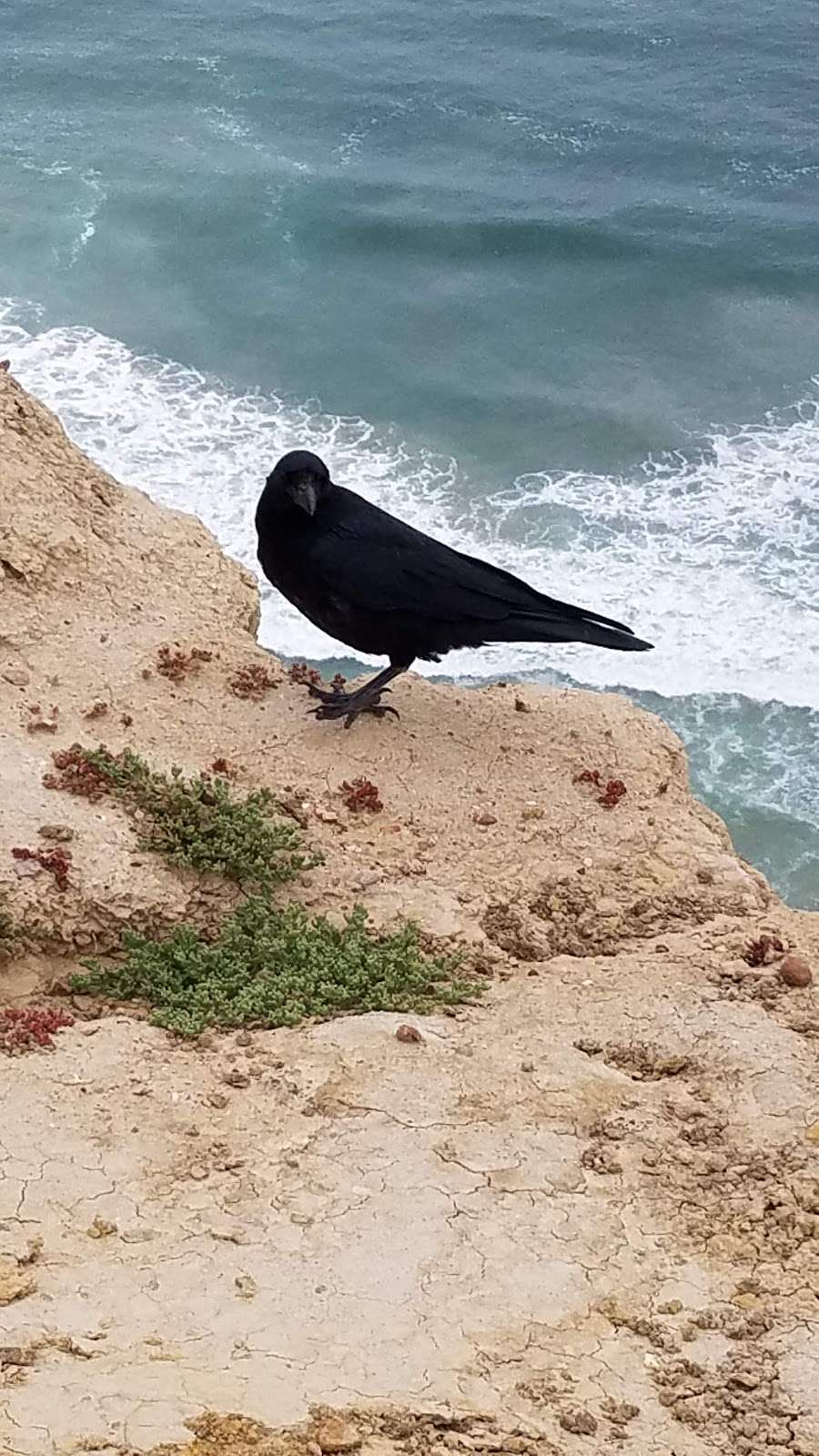 Blacks Beach Park | Sir Francis Drake Rd, La Jolla, CA 92037, USA