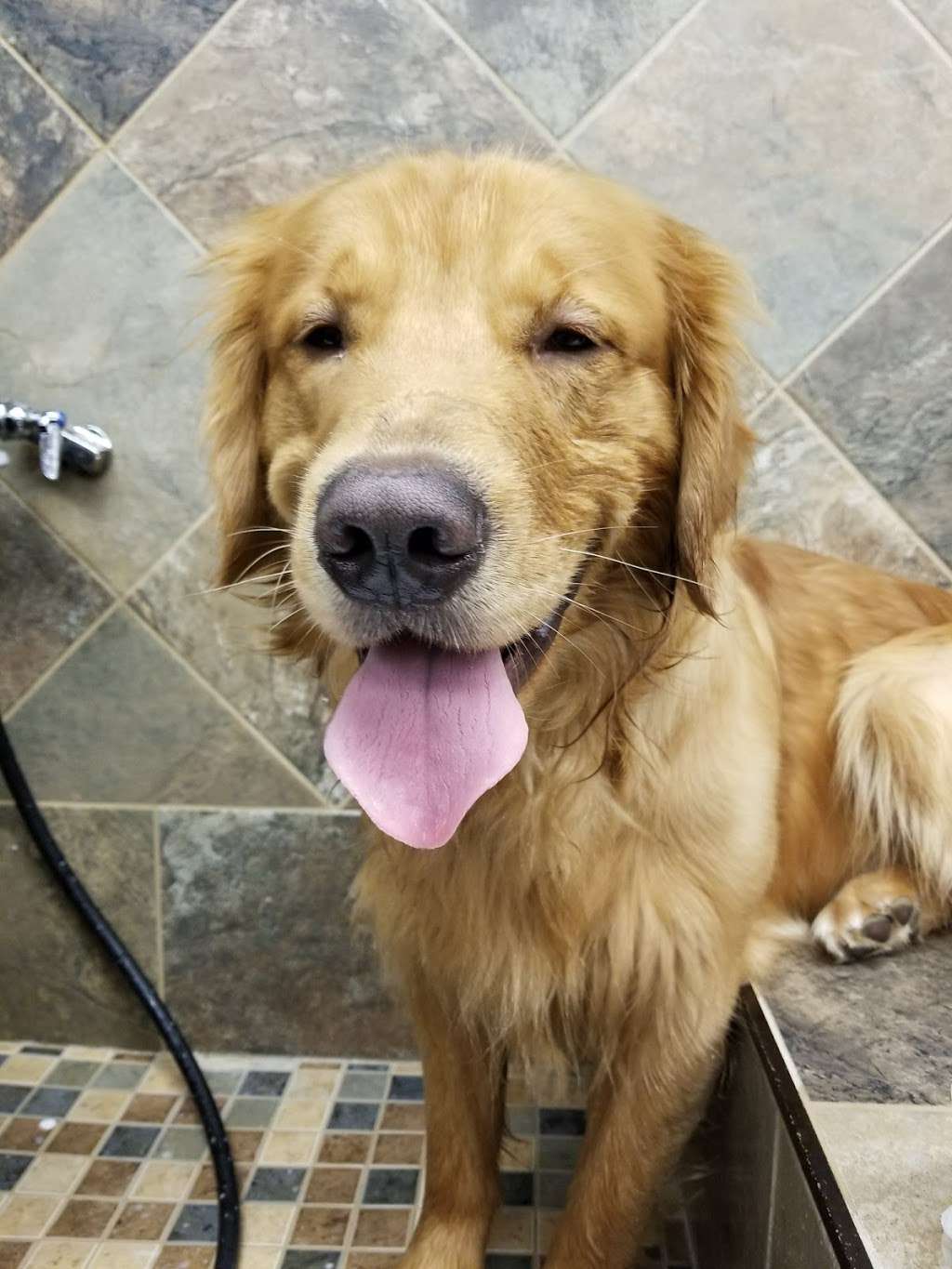 Pet Valu | 104 Baltimore Pike, Springfield, PA 19064, USA | Phone: (484) 479-3428