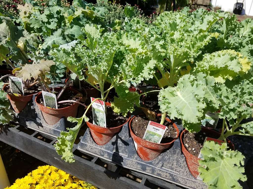 Tilden Farm Nursery, LLC | 1008 W Central Ave, Davidsonville, MD 21035, USA | Phone: (410) 798-4334