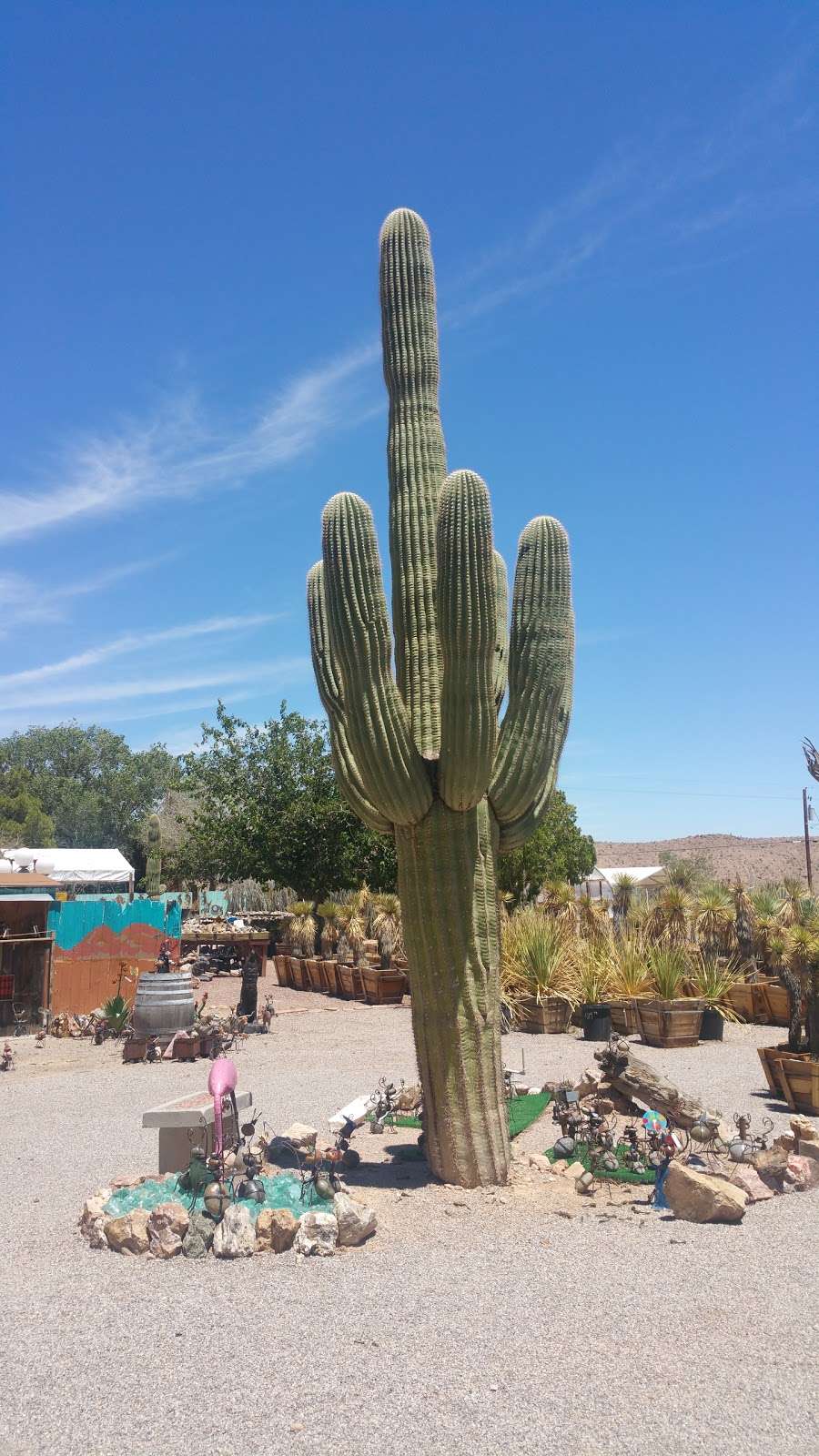 Cactus Joes Blue Diamond Nursery | 12740 Blue Diamond Rd, Blue Diamond, NV 89004, USA | Phone: (702) 875-1968