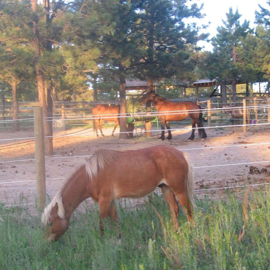 EquesTraining | 11063 Sheffield Ct, Parker, CO 80134, USA | Phone: (720) 785-0980