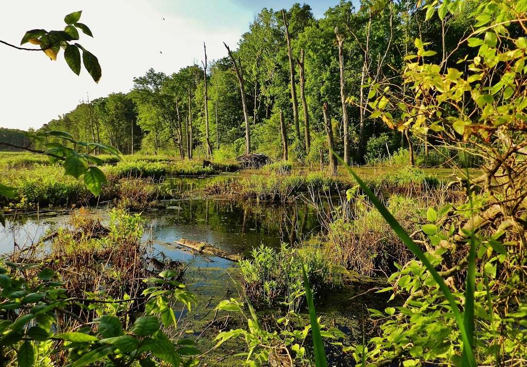 Black Marsh Natural Area | Millers Island Blvd, Edgemere, MD 21219