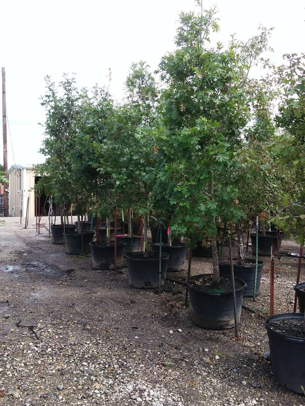 Landmark Nursery | 1100 E Sandy Lake Rd, Coppell, TX 75019, USA | Phone: (972) 471-6300