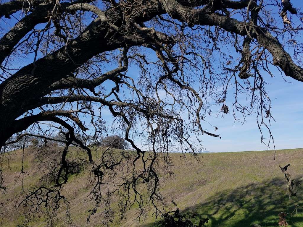 Ten Trees, Old Valley Oak | Martinez, CA 94553