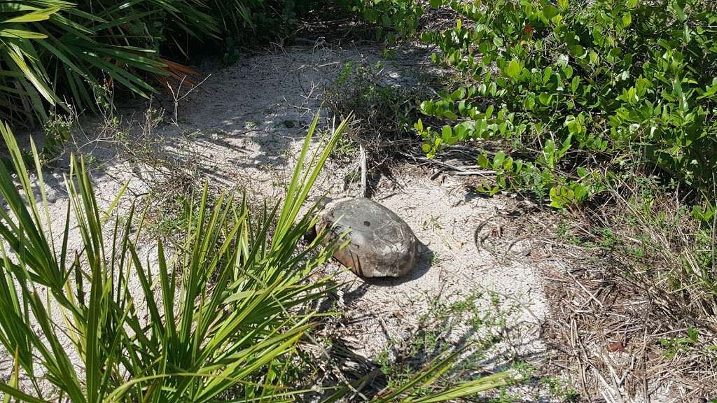 Jupiter Ridge Natural Area - -1, Juno Beach, FL 33408 - Hours ...