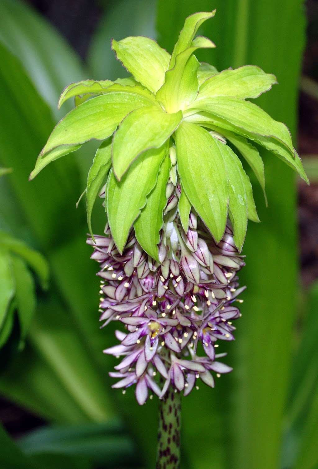 Peacock Horticultural Nursery | 4296 Gravenstein Hwy S, Sebastopol, CA 95472, USA | Phone: (707) 291-0547