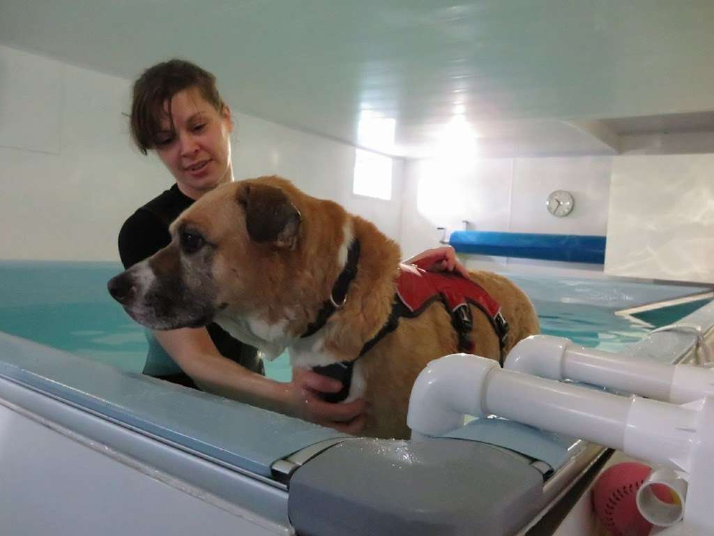 Pawsome Paddles Hydrotherapy Centre | Foxholes Farm, London Rd, Hertford SG13 7NT, UK | Phone: 07923 074372