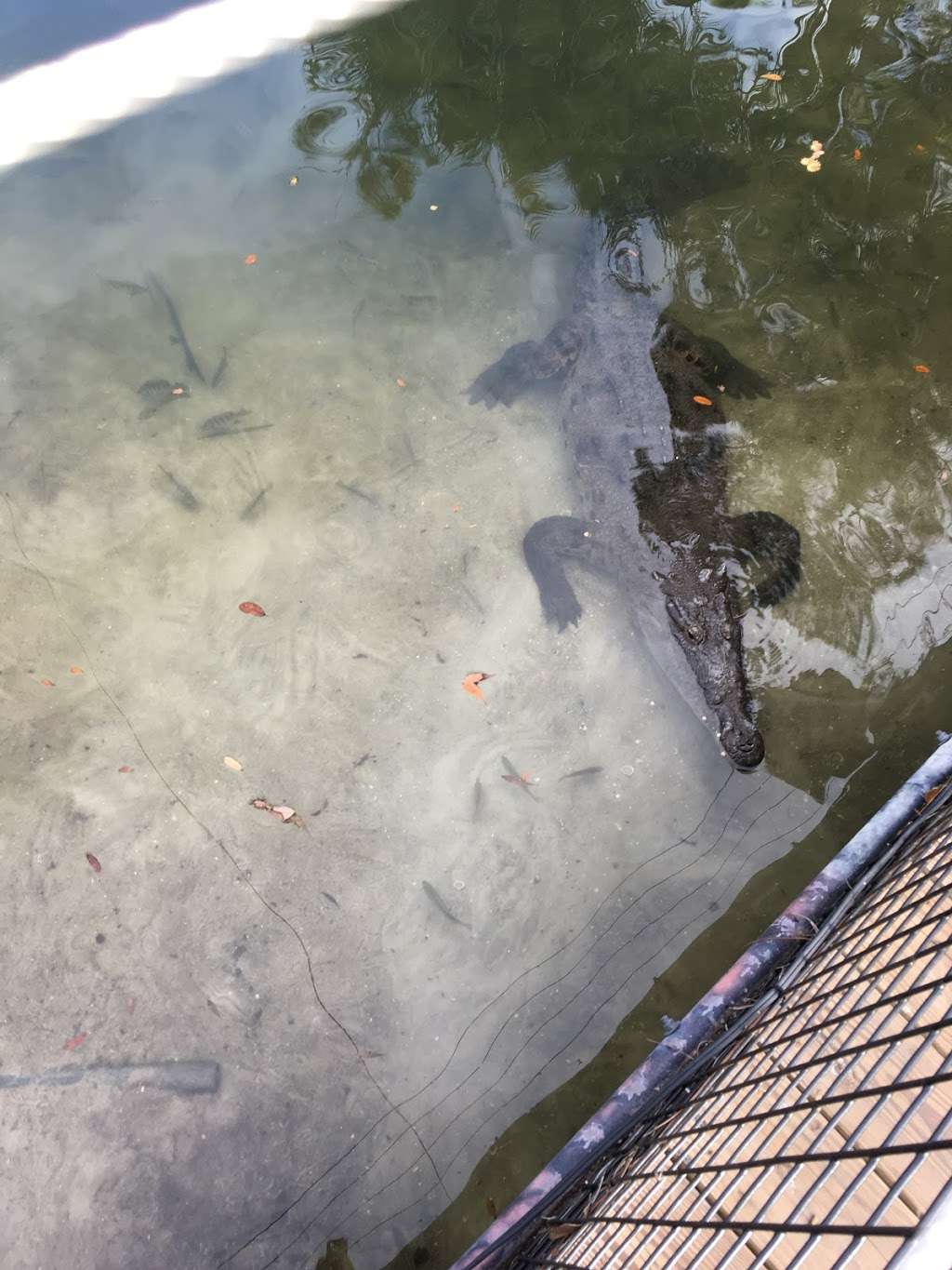 American Crocodile | 2614632, Melbourne, FL 32940, USA