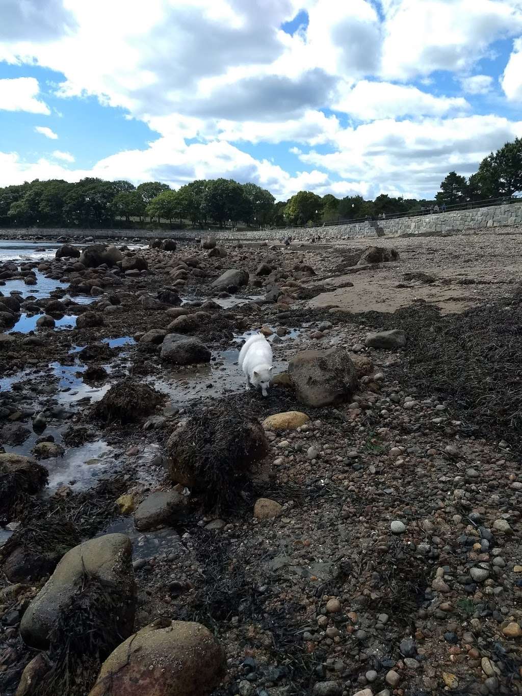 Crab Beach (open to dogs) | 109 Western Ave, Gloucester, MA 01930, USA