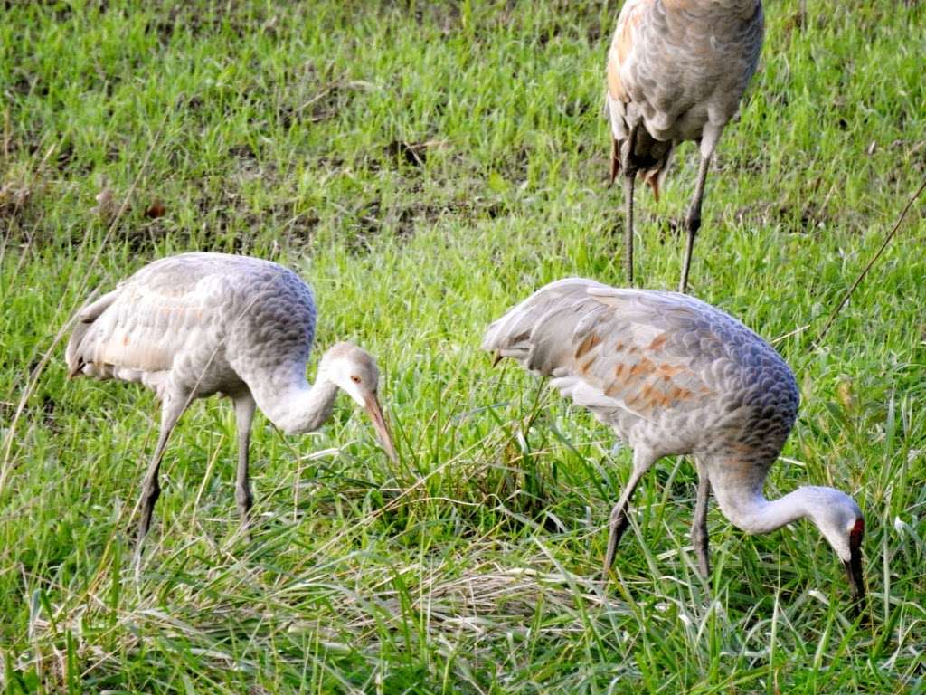 Sandhill Crane Observation Area | 5353 County Rd 1650 W, Medaryville, IN 47957, USA | Phone: (219) 843-4841