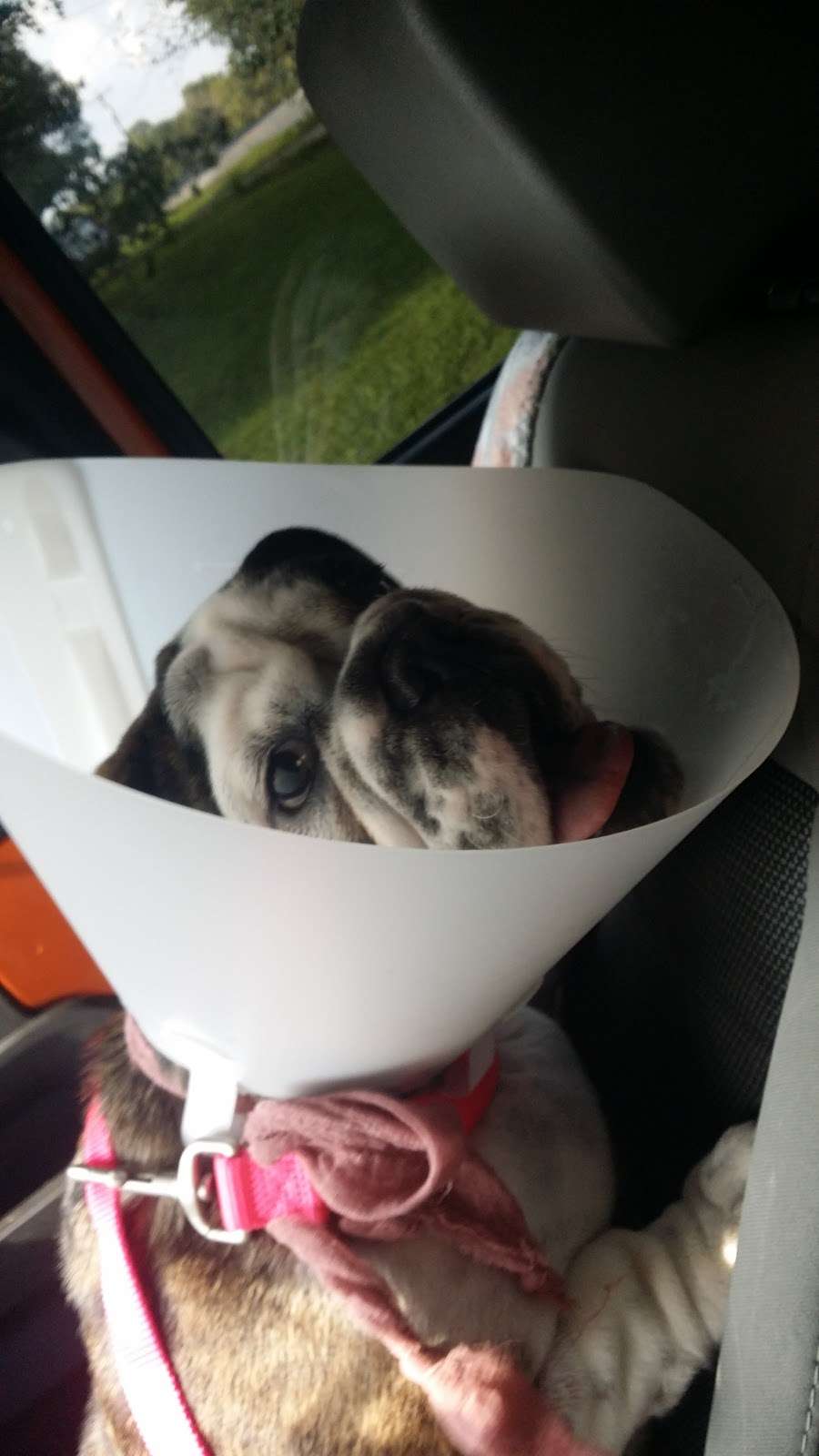 Countryside Pet Hospital | 1005 W 1st St, Conover, NC 28613, USA | Phone: (828) 465-7387