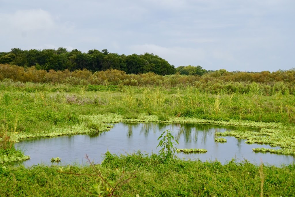 Emeralda Marsh Conservation Area | Emeralda Island Rd, Leesburg, FL 34788, USA | Phone: (386) 329-4404