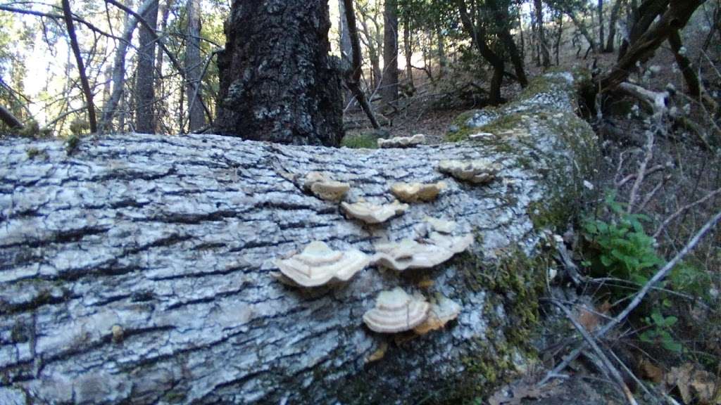 Upper Lake Trail Jack London Park | Lake Service Rd, Glen Ellen, CA 95442, USA