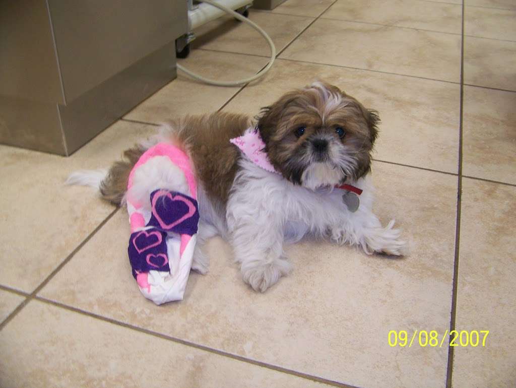 Michigan City Animal Hospital | 2525 E Michigan Blvd, Michigan City, IN 46360, USA | Phone: (219) 210-4511