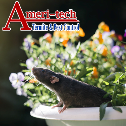 Ameri-Tech Termite & Pest Control, Inc. | 6400 Boat Club Rd Ste 175, Fort Worth, TX 76179, USA | Phone: (817) 589-2844