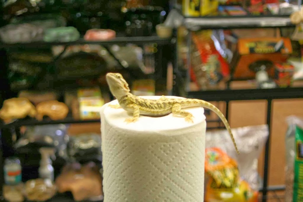 Zoo Reptiles Birds & Fish | 1444 State St, Schenectady, NY 12304, USA | Phone: (518) 370-0042