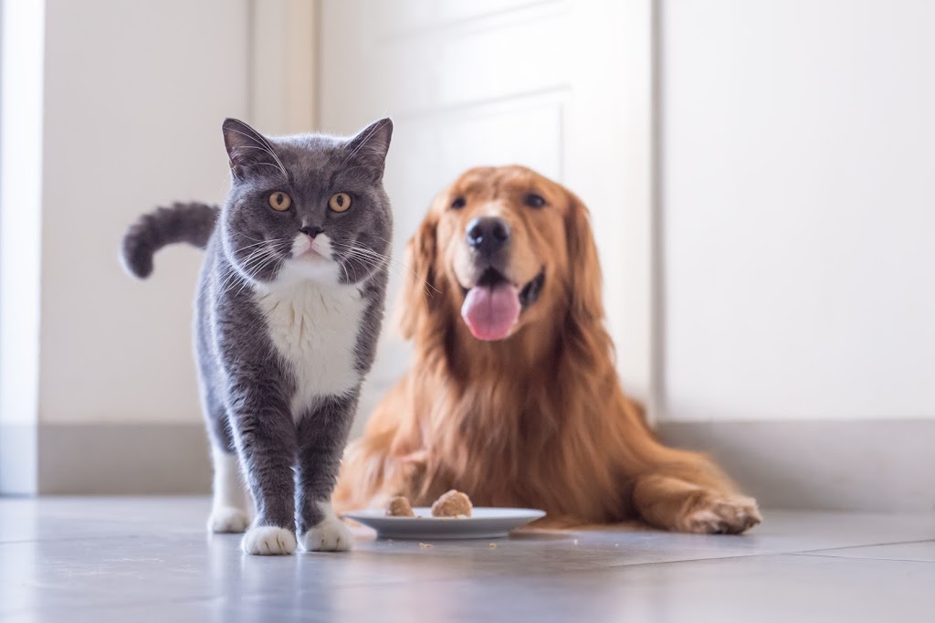 The ANIC @ Animal Medical & Surgical Center | 17477 N 82nd St, Scottsdale, AZ 85255, USA | Phone: (480) 502-4400