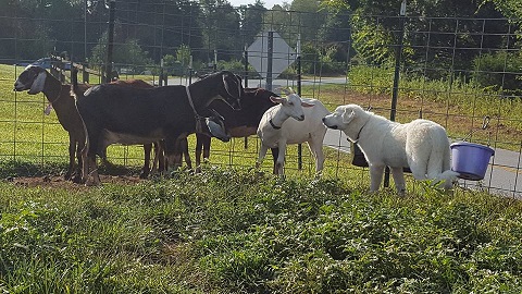 Belle Manor Farm Great Pyrenees | 3065 River Ridge Rd, Pfafftown, NC 27040, USA | Phone: (336) 575-8817