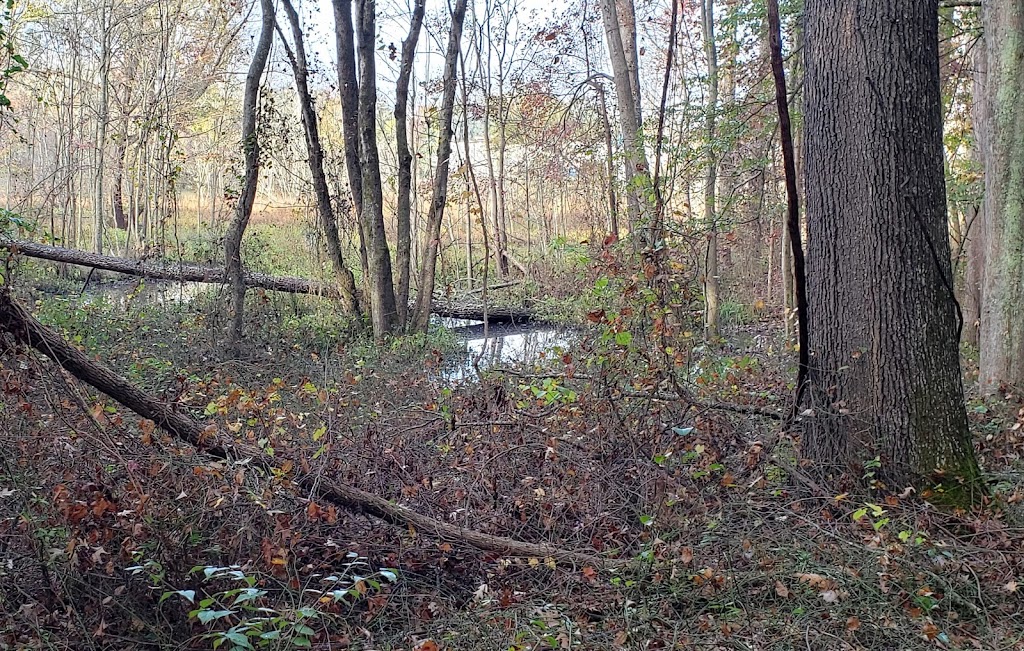 Beaver Marsh Nature Preserve | Cascadilla Street, Ambridge St, Durham, NC 27704, USA | Phone: (919) 698-9729