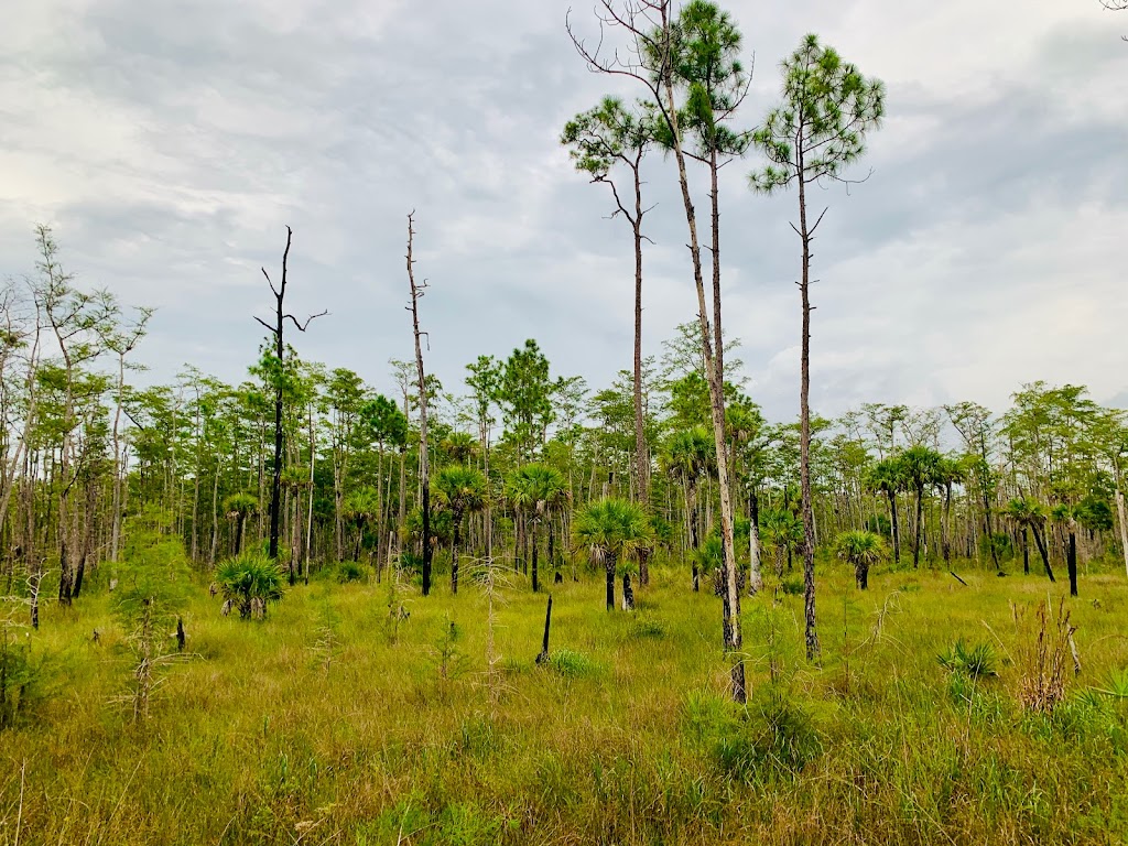 Everglades Swamp Buggy Adventure | 50910 Tamiami Trail E, Ochopee, FL 34141, USA | Phone: (239) 825-5762